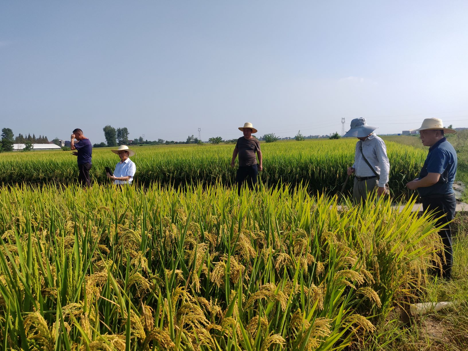 Experts from Hubei Provincial Crop Variety Approval Committee Conducted Inspection and Guidance in Wuhan Goldcrop